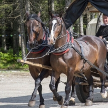 Przedsezonowe badanie koni 2021.