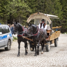 Przedsezonowe badanie koni 2021.