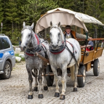 Przedsezonowe badanie koni 2021.