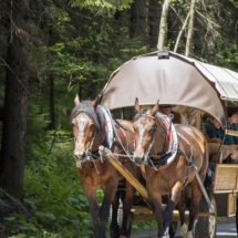 Przedsezonowe badanie koni 2021.