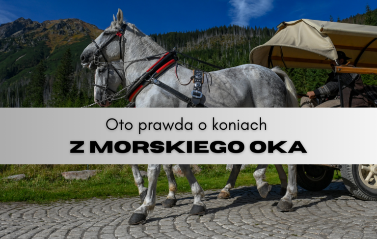 Prawda o koniach na trasie do Morskiego Oka – fakty zamiast mitów