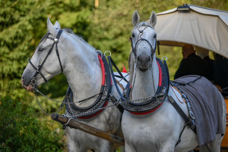 Konie z Morskiego Oka pod lupą naukowców – Politechnika Śląska prowadzi badania siły uciągu
