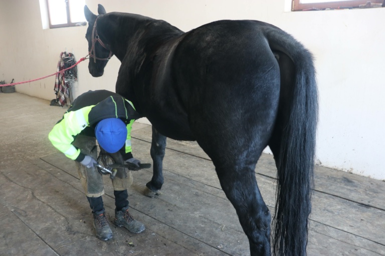 Nowe zasady podkuwania koni pracujących na drodze do Morskiego Oka
