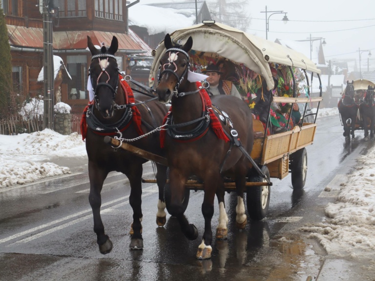 Biała Niedziela Palmowa w Bukowinie Tatrzańskiej. Nasze konie też tam były